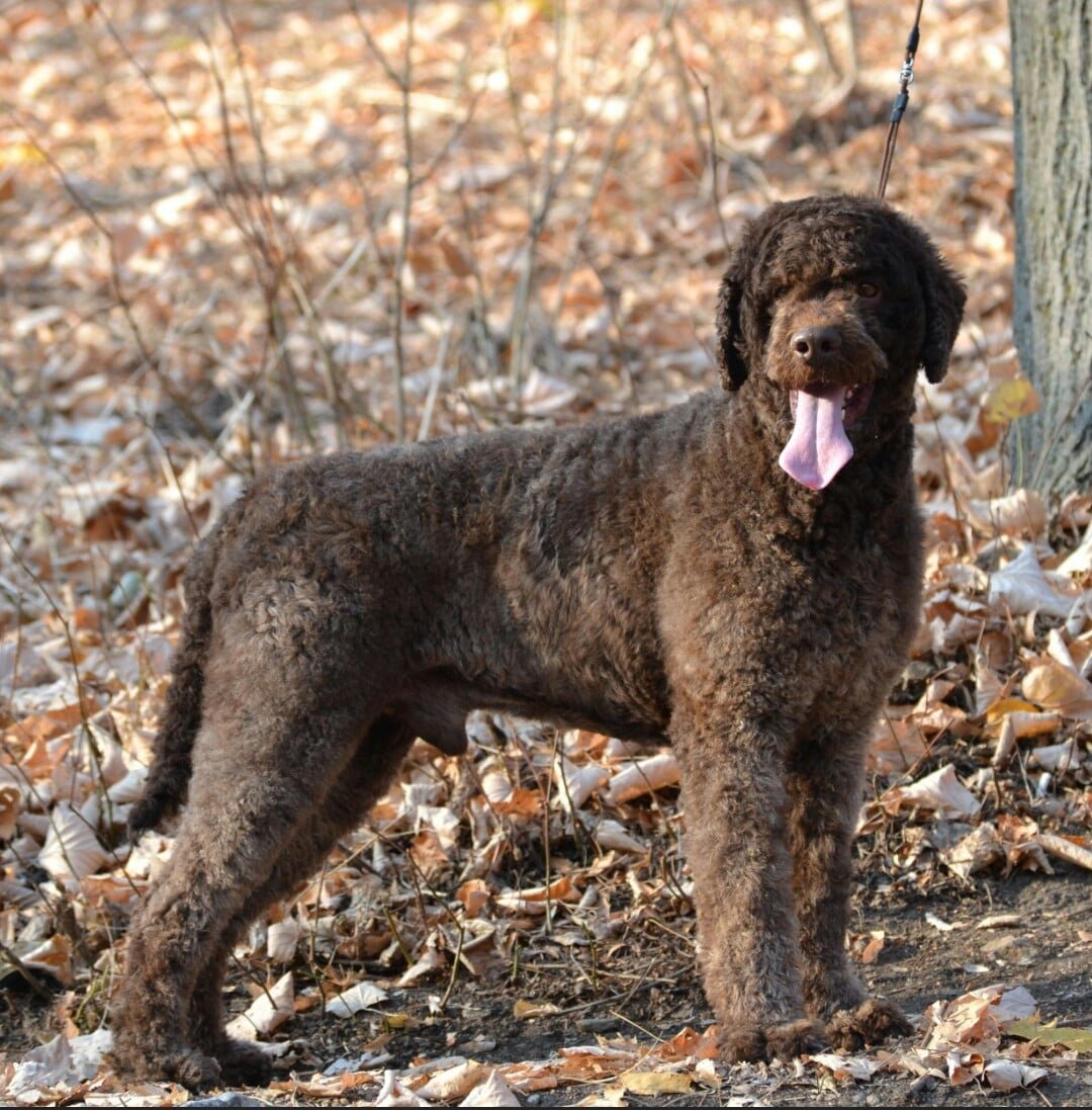 AndiToplicaTrufflesLagottoRomagnolo01-min