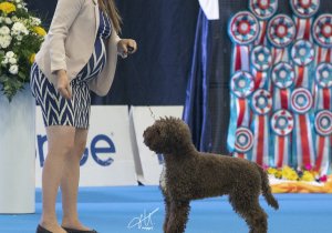 Dog Show Italy 2022.