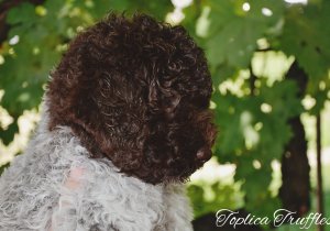 Amor – Alisa / Leglo 10.06.2020.