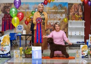 Dog Show Russia 2022.