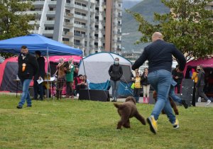 Dog Show Bar, Montenegro 2021