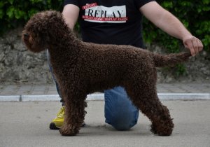 Dog Show Međugorje 2021