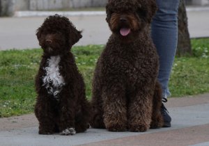 Dog Show Montenegro 2021