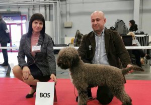Dog Show Poland 2022.