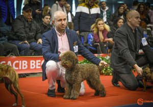 Dog Show Beograd 2020